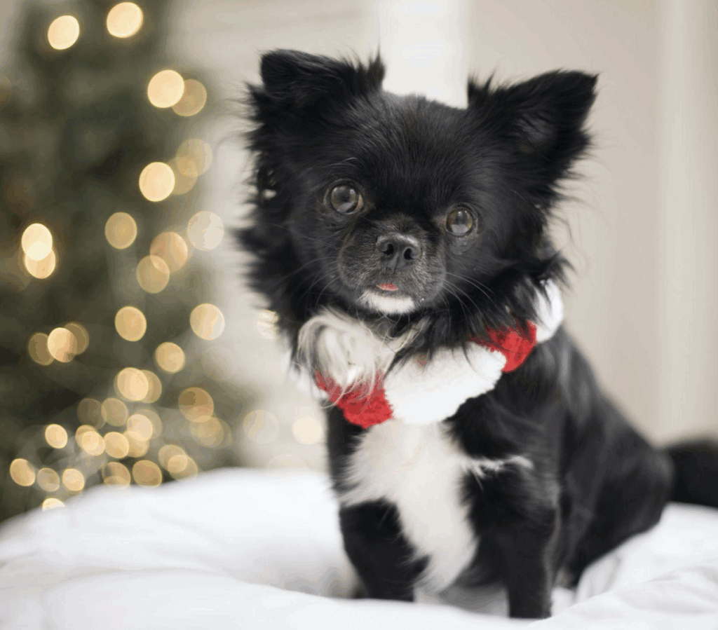 Make Christmas Magical with a 9ft Christmas Tree