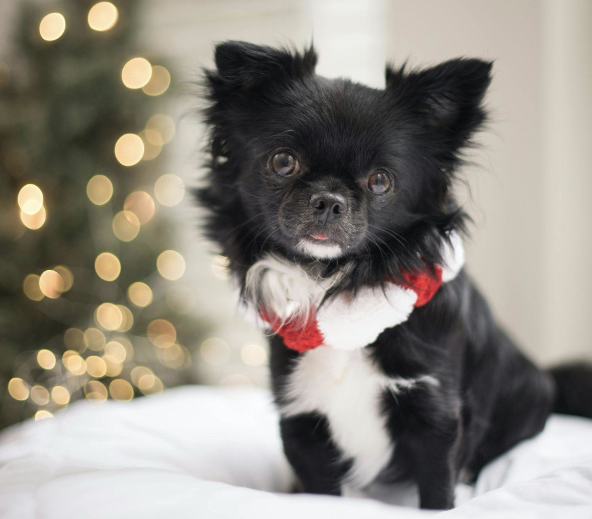 Make Christmas Magical with a 9ft Christmas Tree